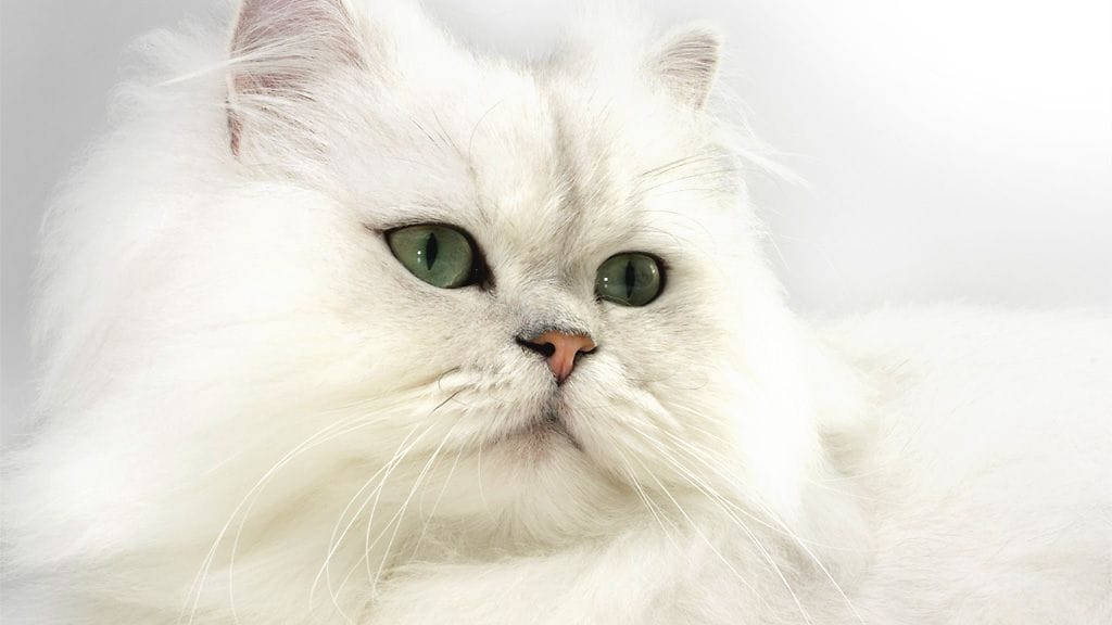 Gourmet A la Carte Kana oli testiryhmän ehdoton suosikki.