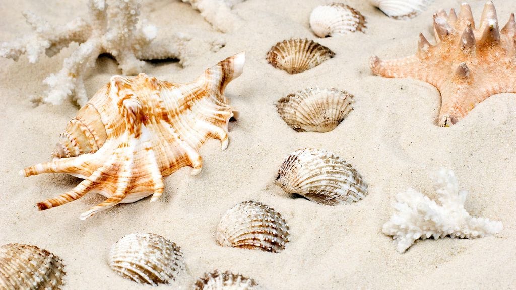 Harvinaiset simpukankuoret eivät ole sopivia matkamuistoja, tullista kerrotaan.