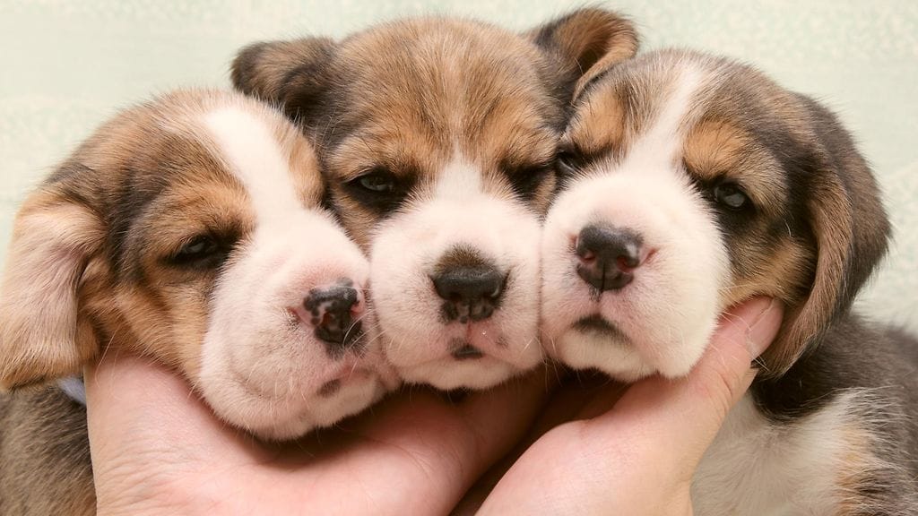 Koirat näyttävät herättävän ihmisen suojeluvaiston. Kuvituskuva.