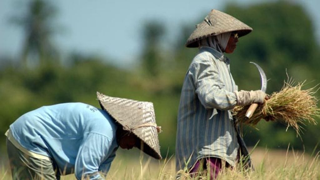 Kuvituskuvaa riisinviljeliöistä.