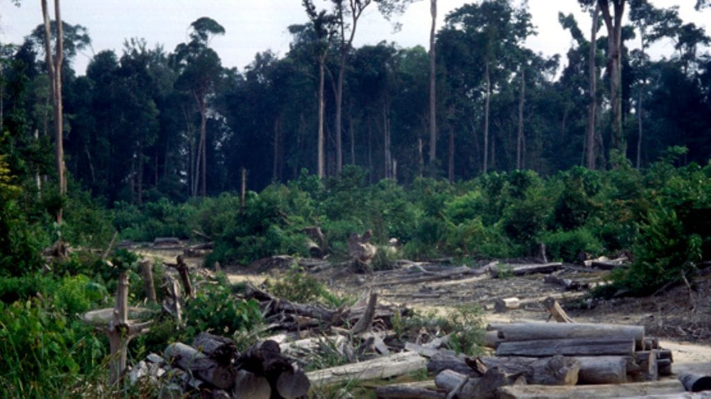 Kuvituskuvaa hakkuista.