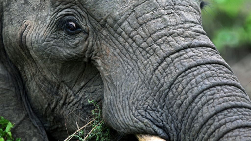 Norsu kuuluu suurimpiin maankamaralla eläviin nisäkkäisiin. Afrikannorsut voivat painaa jopa 3000 kiloa. Kuvituskuva.