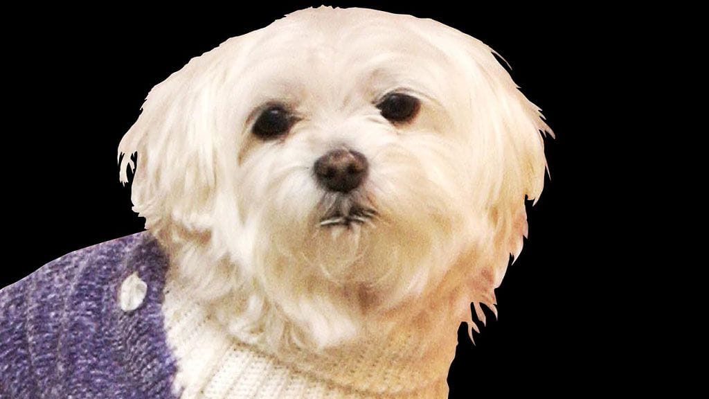 Miljoonia perinyt Trouble-koira on kuollut.