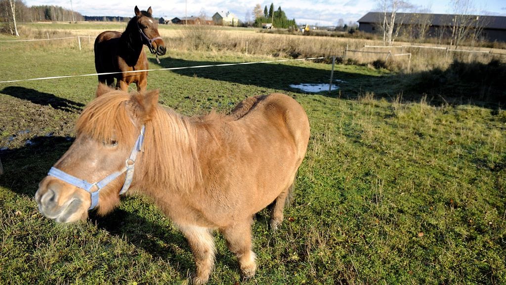 Hevonen ja poni Wanhan Markin Eläinten vanhainkodissa Ylistarossa 21. lokakuuta 2010.