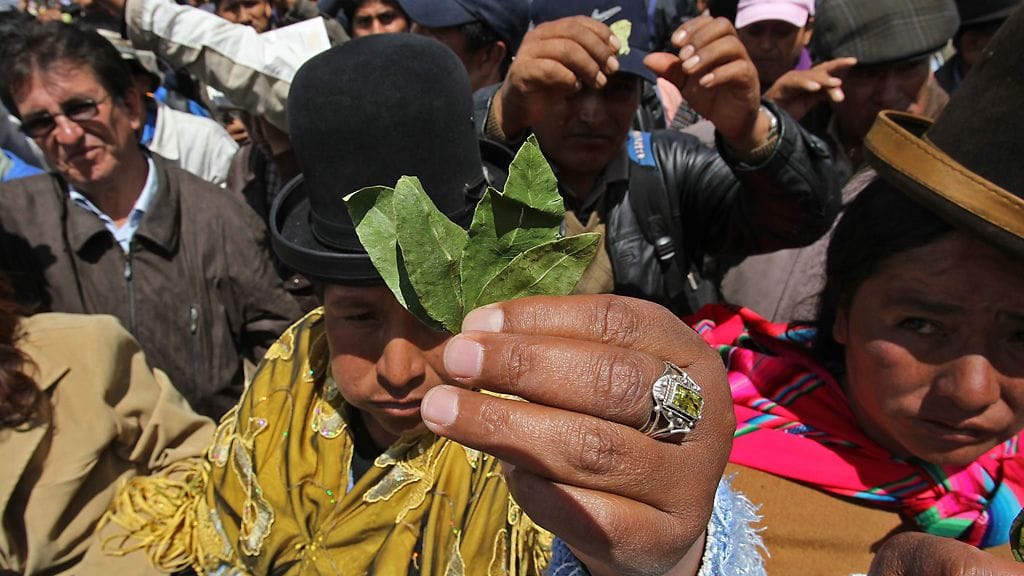 Todisteita muinaisesta kokapensaan käytöstä on aiemmin löydetty ihmisjäänteistä vain Etelä-Amerikasta, missä kokapensas luontaisesti kasvaa. Muinaisten inkojen tiedetään käyttäneen kokapensaan lehtiä säännöllisesti.