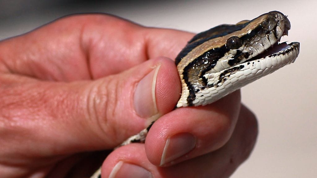 Afrikkalainen kalliopyton. (kuvan käärme ei liity uutiseen.)