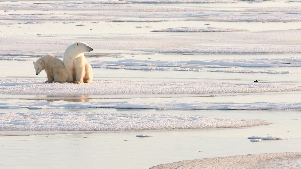 Tutkimukset ovat jäissä karhujen vuoksi.