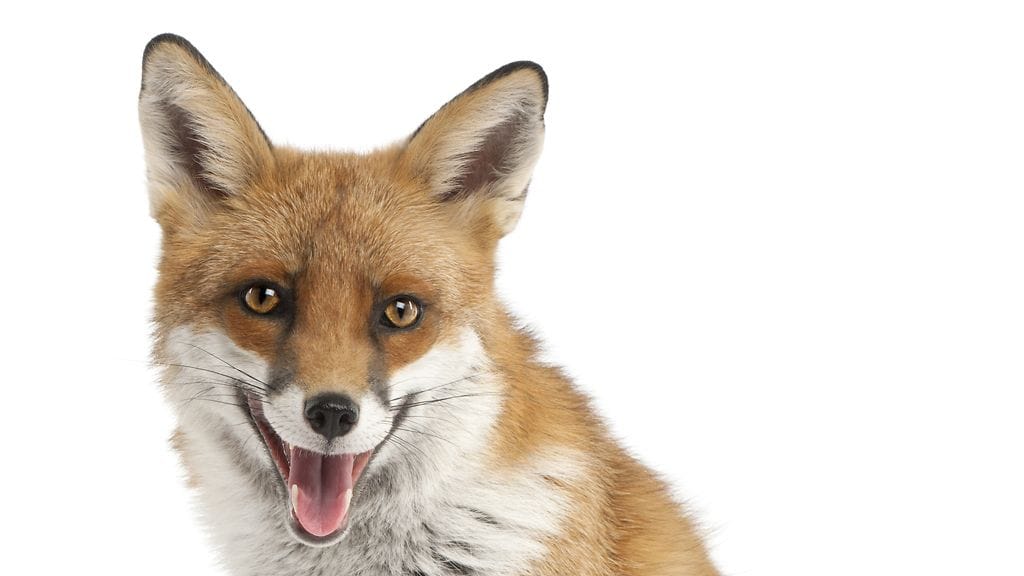 Astronautti Chris Hadfield lisäsi tämän kuvan Twitteriin Washington DC:stä Barack Obaman virkaanastujaisten aikaan.