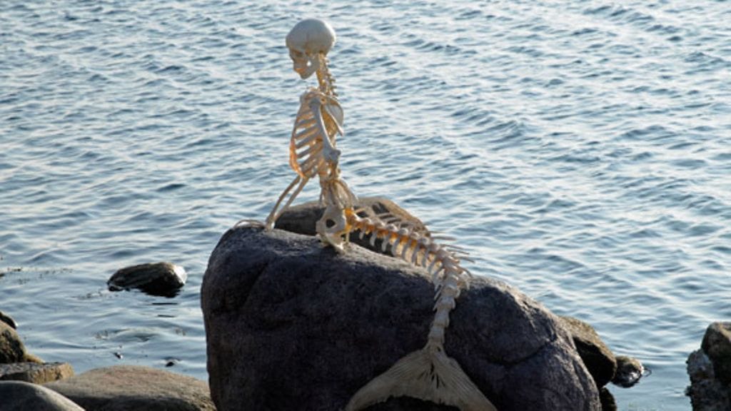 Luuranko ilmestyi Kööpenhaminan kuuluisan merenneidon paikalle viime aprillipäivänä. Oikea merenneito oli maailmannäyttelyssä Kiinassa.