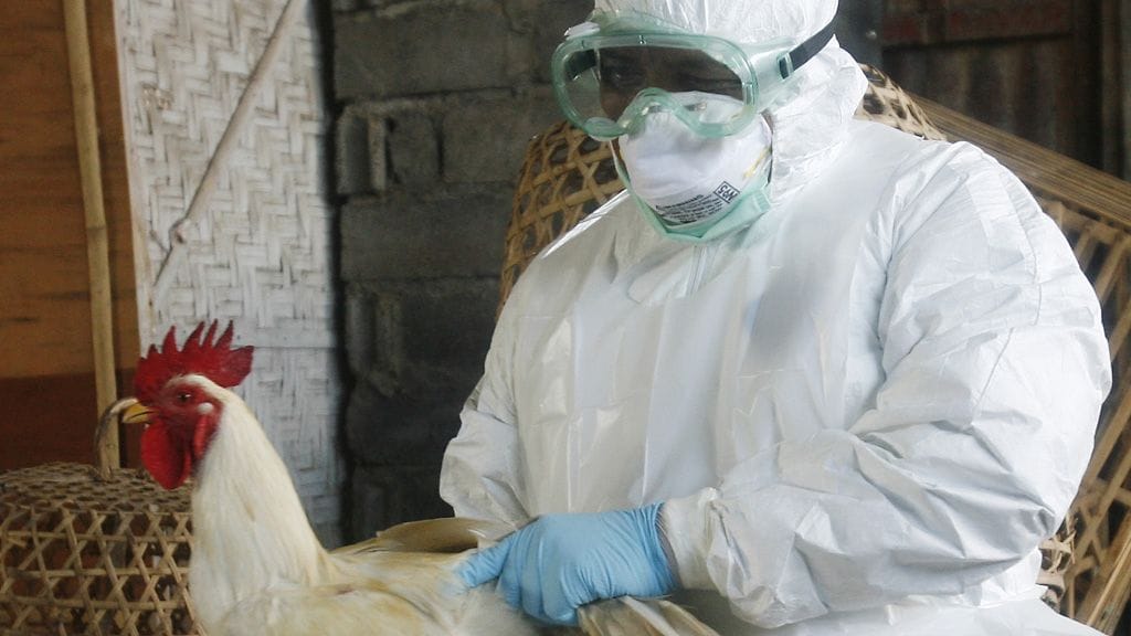 Järjestö vahvistaa, että virus on lähtenyt jylläämään uudelleen.