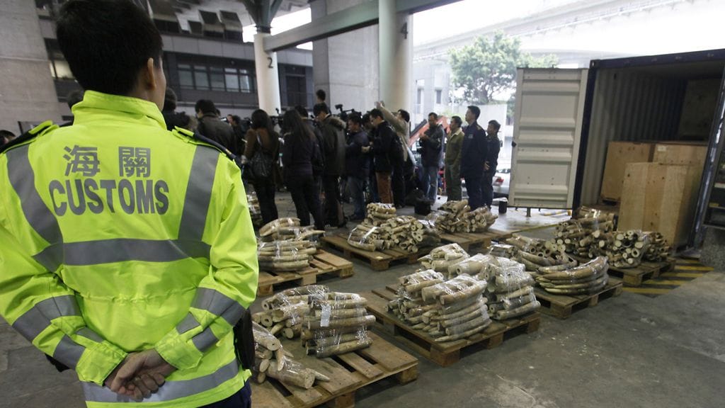 Afrikasta tuotu norsunluu on Kiinassa erittäin haluttua, ja kilohinta voi nousta reilusti yli tuhannen euron. Arkistokuva.