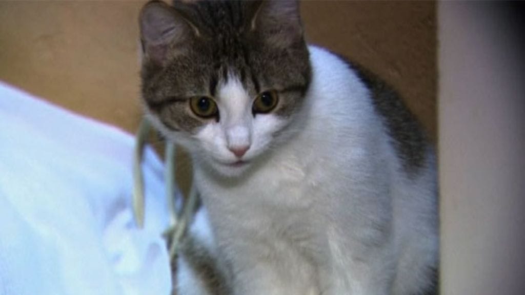 Tämäkin katukissa on palkattu Eremitaasiin töihin Pietarissa.