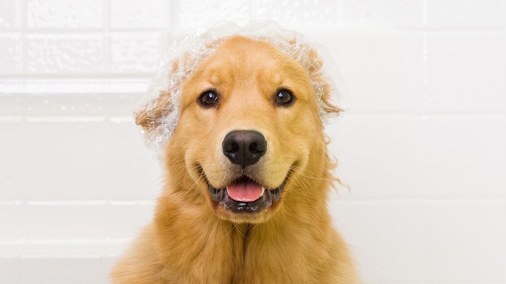 Kyllä! Suihkumyssy sopii koirallekin.