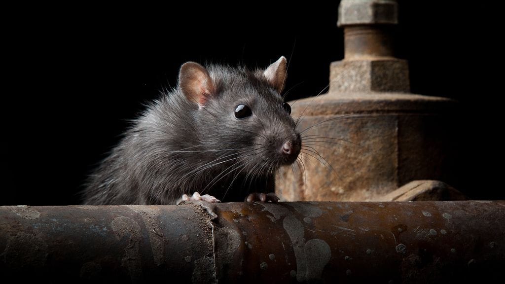 Rotta viihtyy viemärissä, jos se löytää sieltä syötävää.