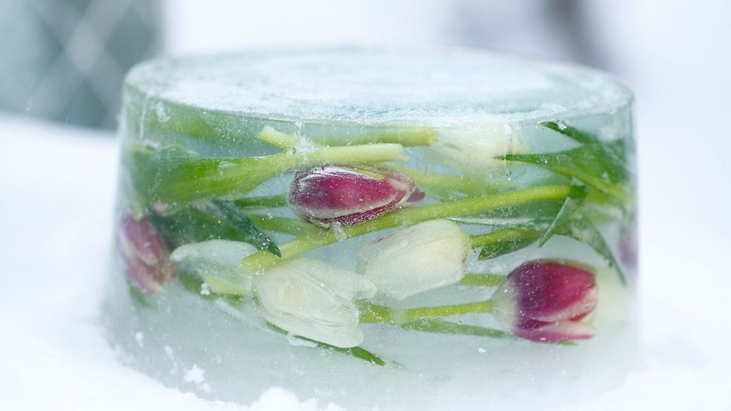 Kauniit tulppaanit koristavat jäälyhtyjä. Kuva Huiskula Oy