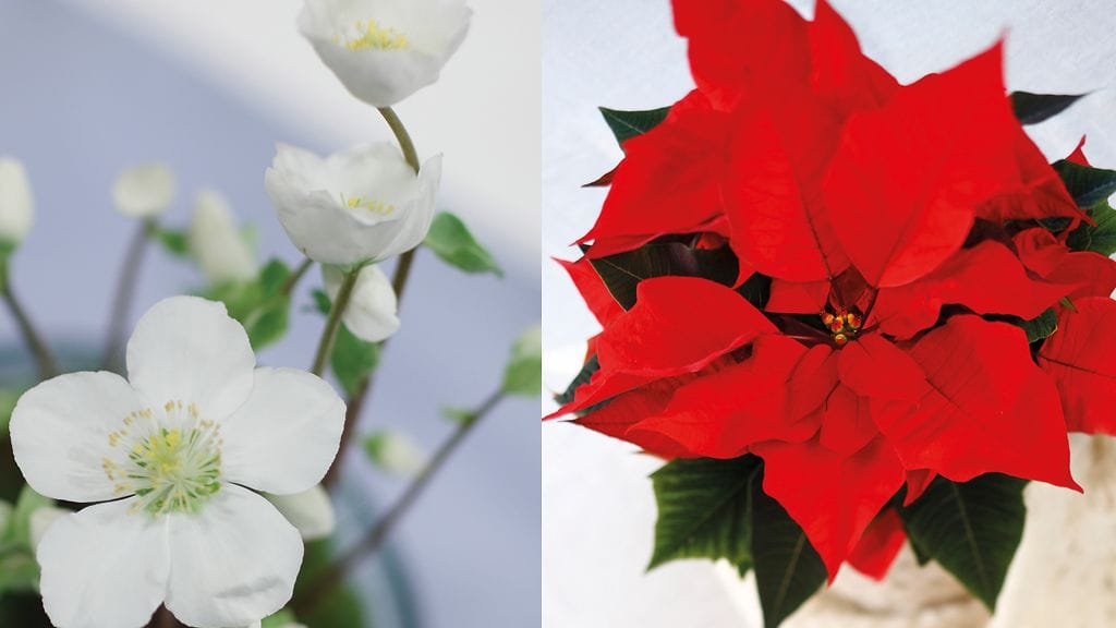 Jouluruusu ja joulutähti tuovat joulun kotiin. Kuvat: Huiskula.