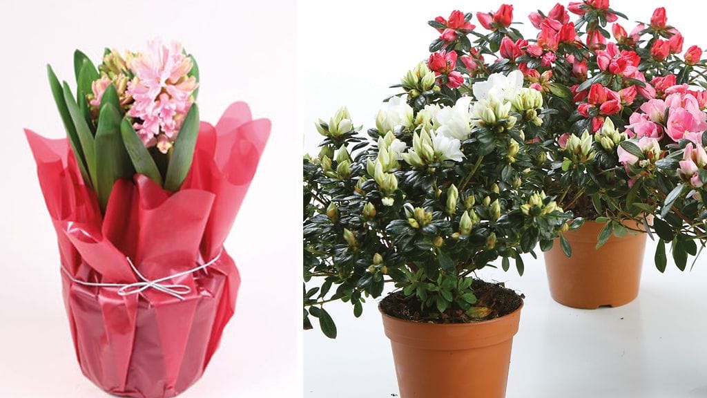 Hyasintti ja atsalea. Kuva: Huiskula Oy.