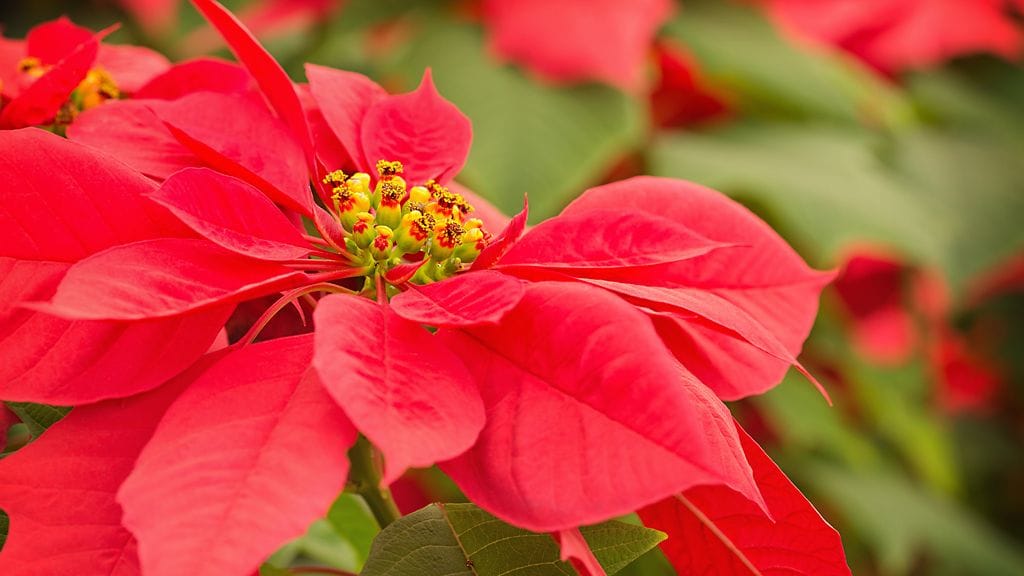 Hyasintti ja atsalea. Kuvat: Huiskula Oy.