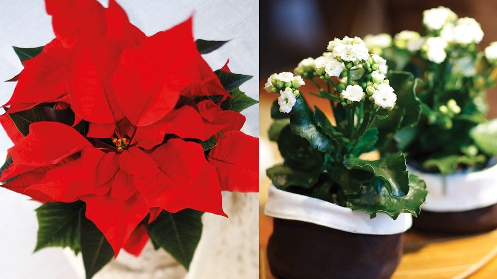 Joulutähti ja tulilatva. Kuvat: Huiskula Oy.