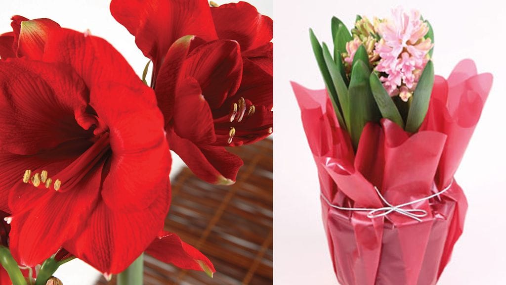 Amaryllis ja hyasintti ovat suosittuja joulukukkia. Kuvat: Huiskula