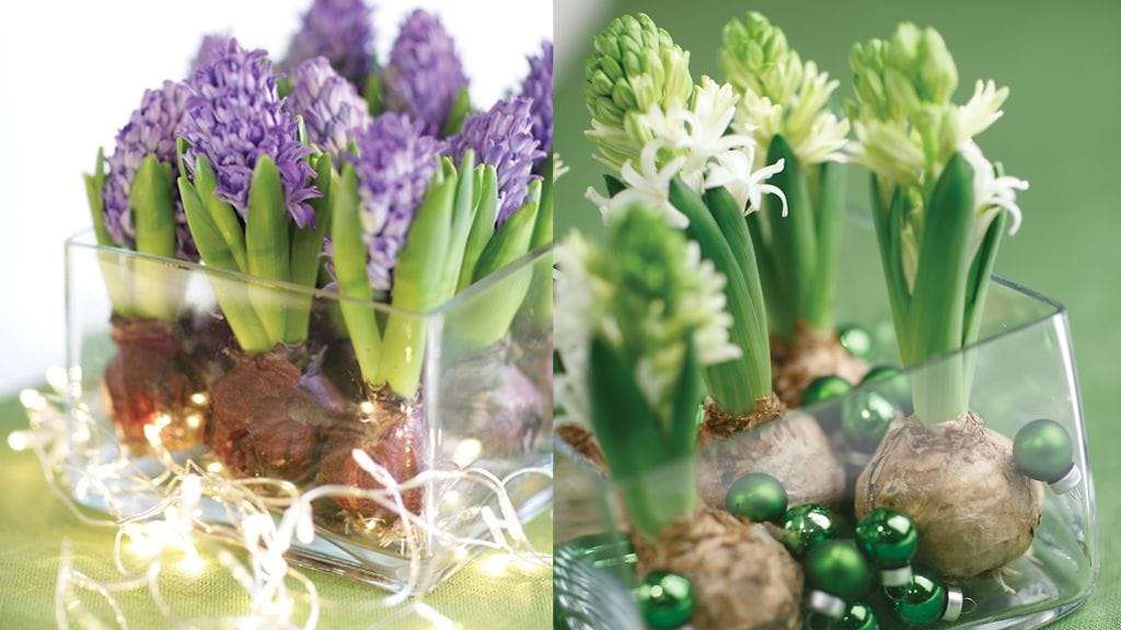 Hyasinteilla voi leikitellä. Kuvat: Huiskula.