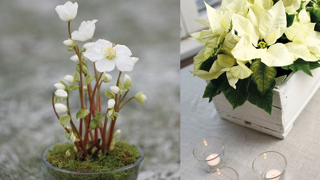 Jouluruusu ja joulutähti luovat valkoisen tunnelman. Kuvat: Huiskula