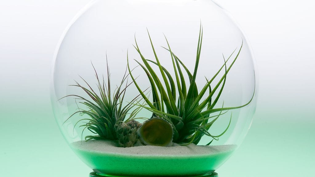 kauniit kotilot ja simpukat sopivat koristeeksi.