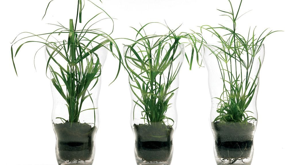 Kaisloja laseissa. Kuva: Huiskula