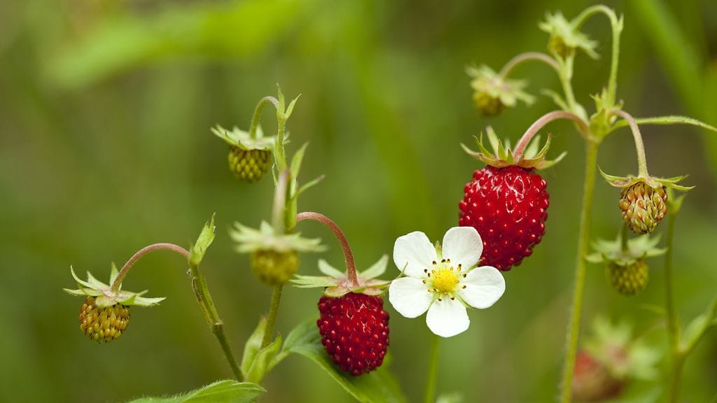 Ahomansikan uskottiin auttavan kiusallisiin vatsavaivoihin.