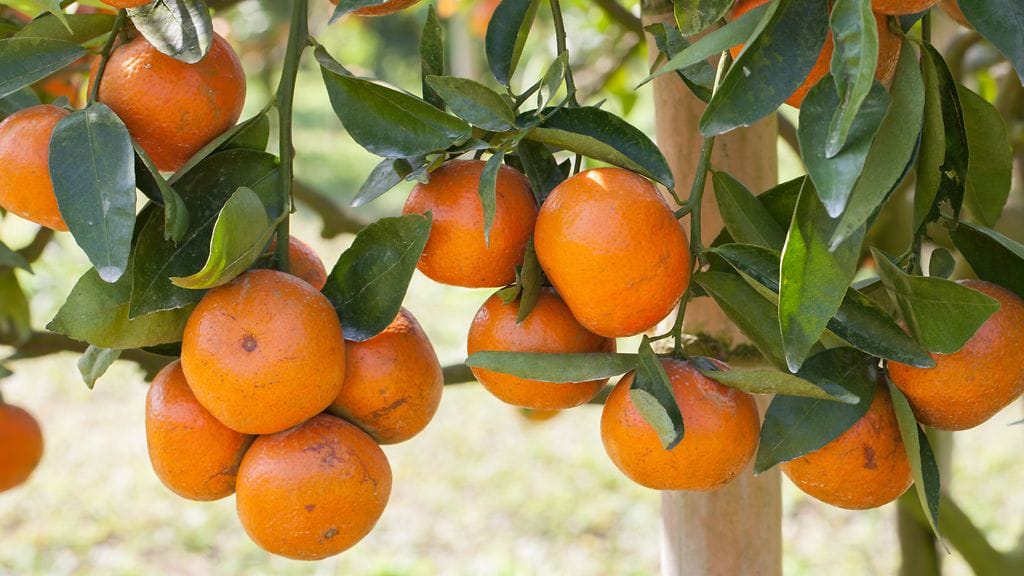 Appelsiineissa on C-vitamiinin lisäksi myös runsaasti kaliumia ja kalsiumia.