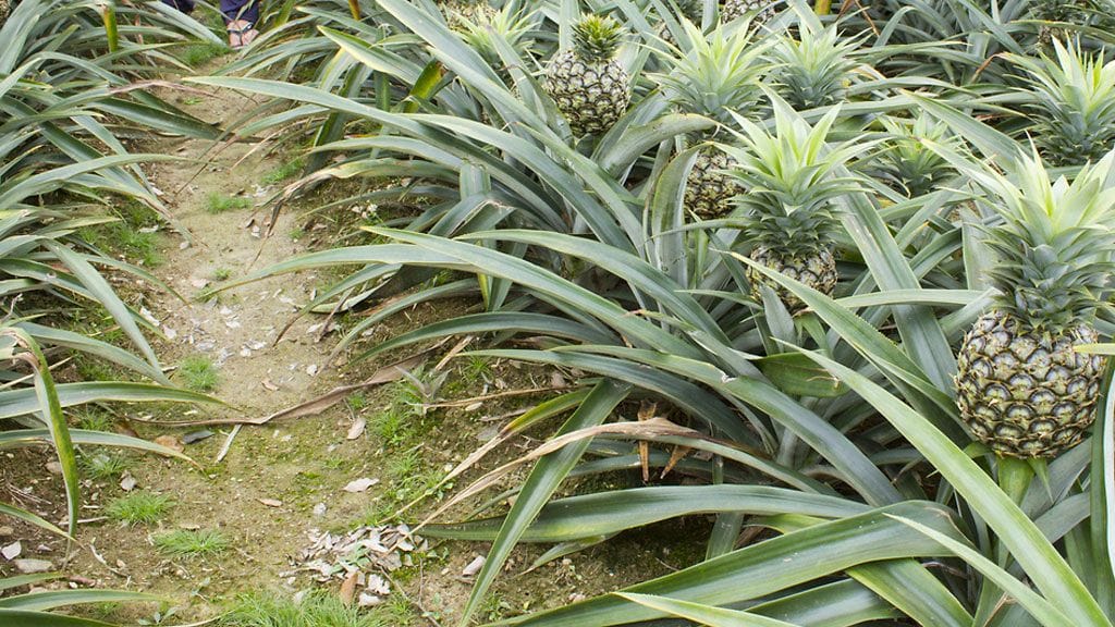 Ananakset kasvavat pensaissa maan tasalla.