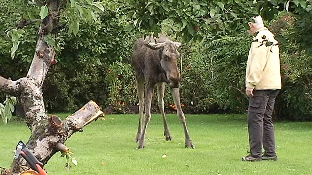 Omenapuusta kaksi vuotta sitten pelastettu humalainen hirvi toipui krapulapäivän päätteeksi.