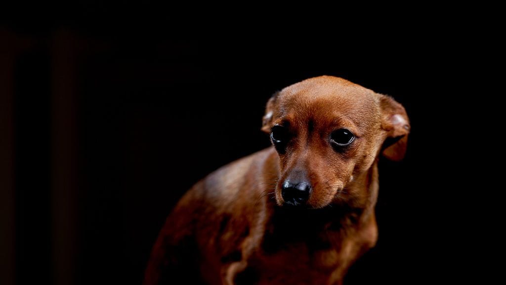 "Onhan meikän valjaat kunnossa?"