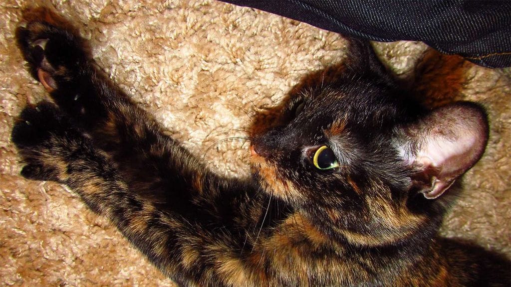 Joulukuun arpaonni suosi suloista Mörkö-kissaa. (Kuva: Sanna Mäläskä)