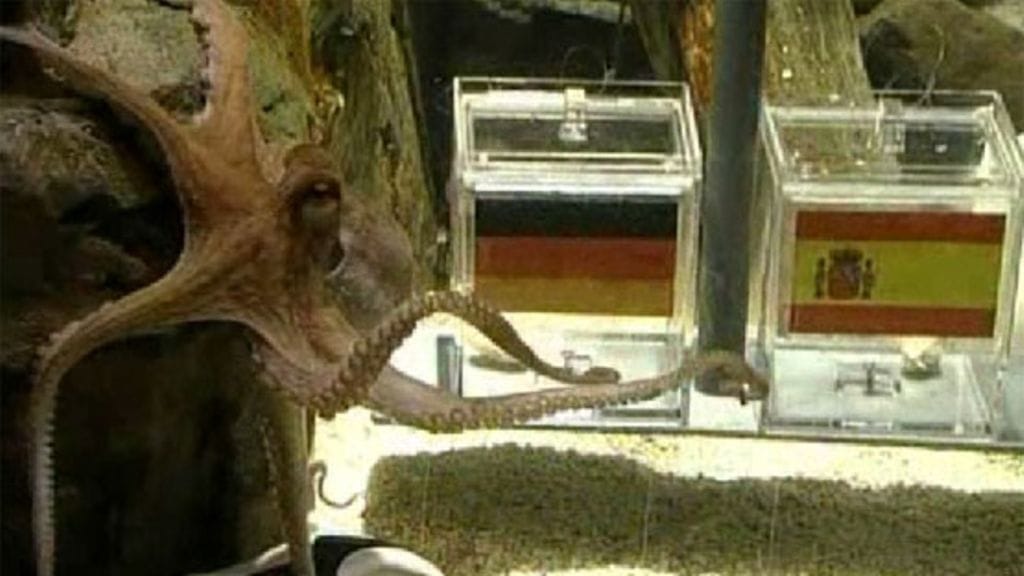 Saksalainen mustekala Paulmenehtyi saksalaisessa eläintarhassa.