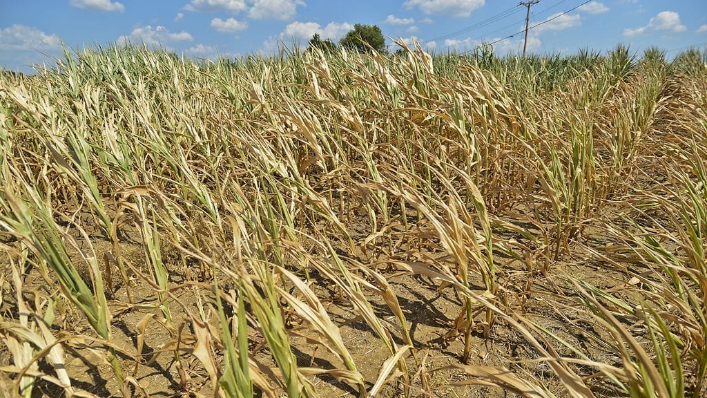Kuivunutta maissipeltoa Yhdysvaltojen Wisconsinissa.