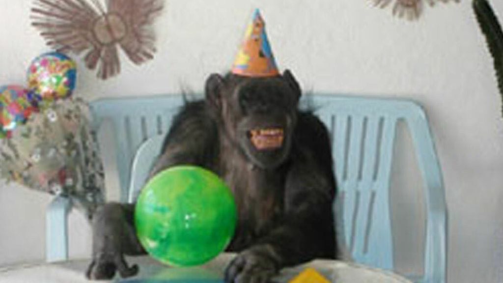 Cheetah 74-vuotissyntymäpäivillään.