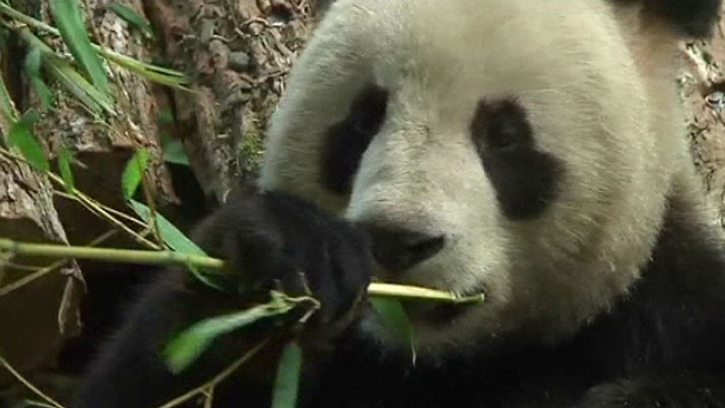 Viljelijät kokeilevat, onnistuuko pandojen ruuan kasvattaminen Suomessa.