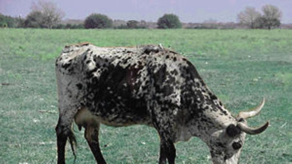 George W. Bushin lemmikkilehmä Ofelia.