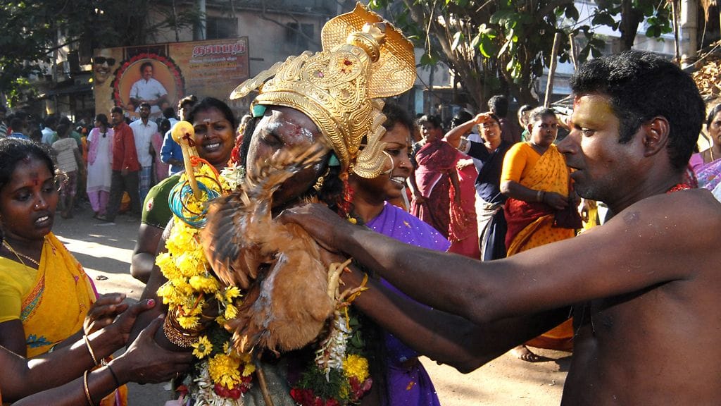 Kukko uhrataan jumalille hinduseremoniassa Chennaissa Etelä-Intiassa vuonna 2011. Nyt maassa on paljastunut pikkutytön hengen vaatinut uhrimeno. Kuva EPA.