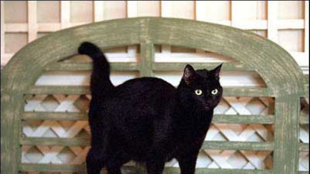 George W. Bushin lemmikkikissa India.