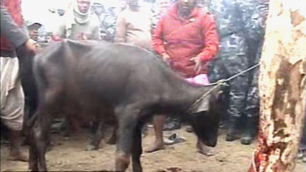 Nepalissa on uhrattu tuhansia eläimiä jumalatar Gadhimain hyväksi.