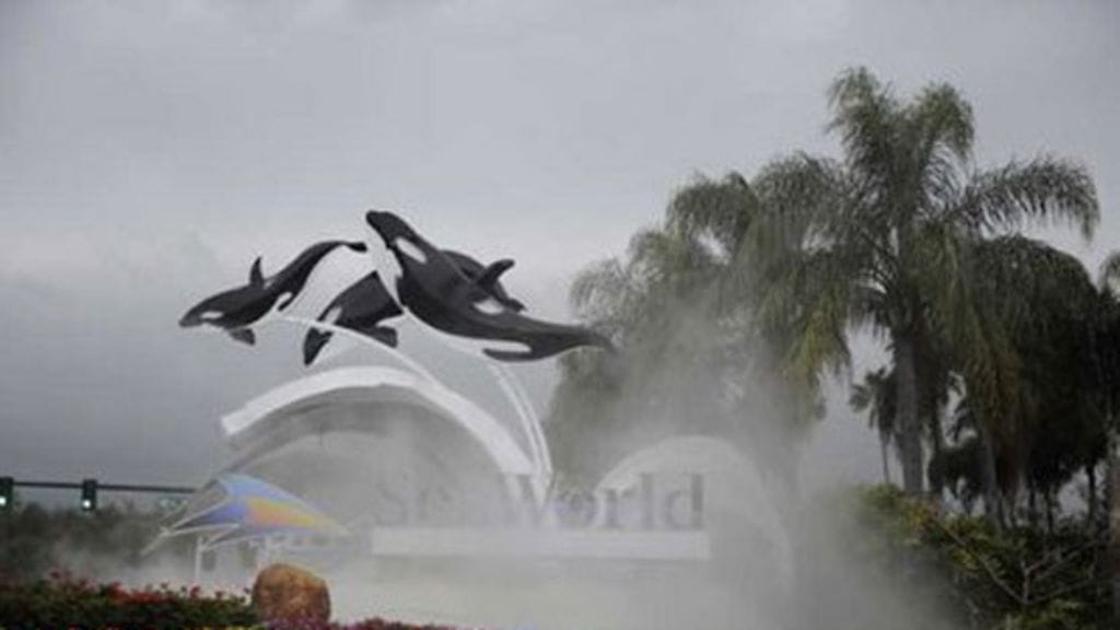 Tilikum-miekkavalas surmasi kouluttajansa Floridan Seaworldissa. KUVA:EPA