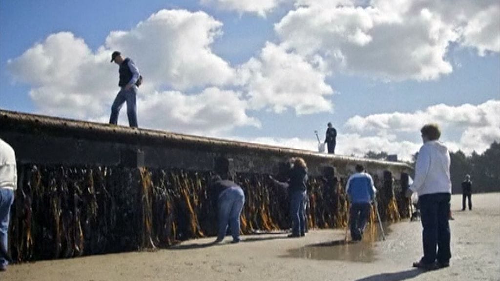 Tsunamin riuhtaisema ponttonilaituri ajelehti Japanista USA:n rannikolle.