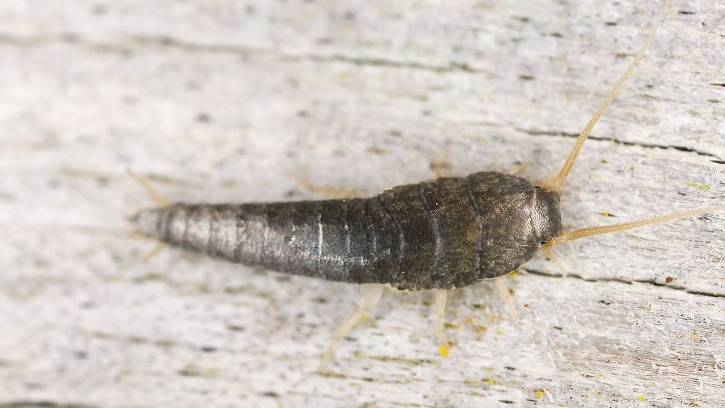 Sokeritoukka elää noin neljävuotiaaksi.