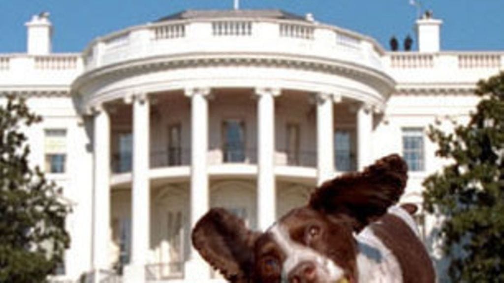 George W. Bushin koira Spot.