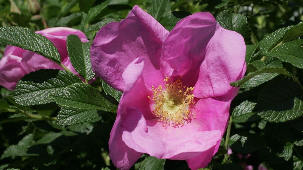 Pihan perinteinen kurtturuusu sopii myös ruokapöytään.