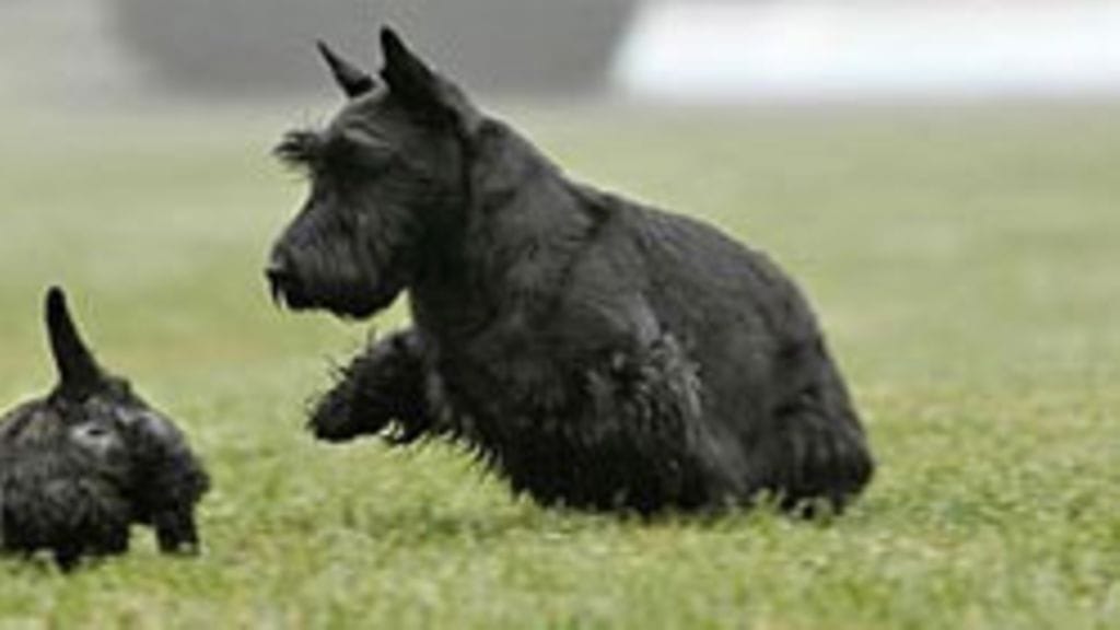 George W. Bushin koirat Beazley ja Barney.