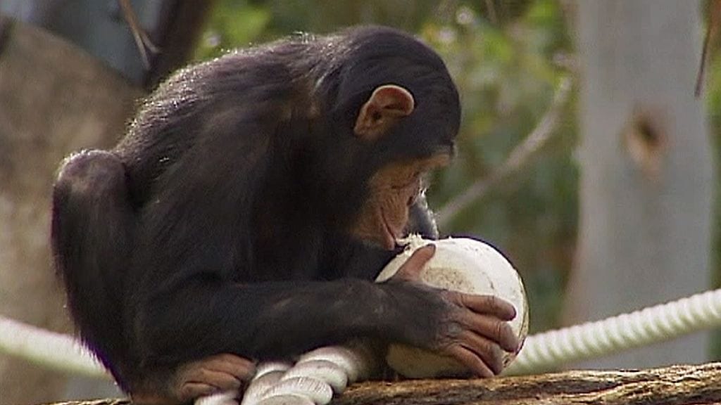 Simpanssi voi hukkua, jos se joutuu veden varaan. Kuvituskuva.