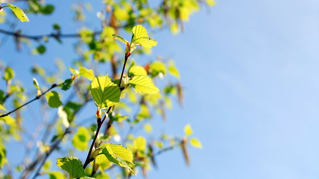 Koivu ei vielä kuki Suomessa, mutta sitä saapuu ilmavirtausten mukana Keski-Euroopasta myös tänne.